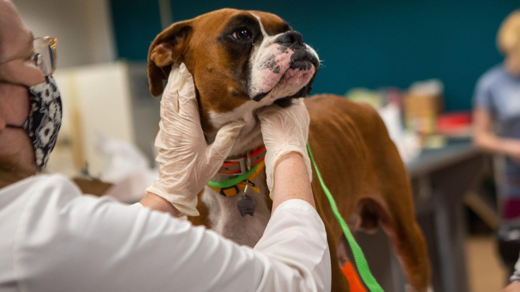 Bill targeting Missouri’s ‘puppy mill problem’ returns ahead of 2025 legislative session